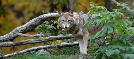 Introducing the Farming With Carnivores Network Image